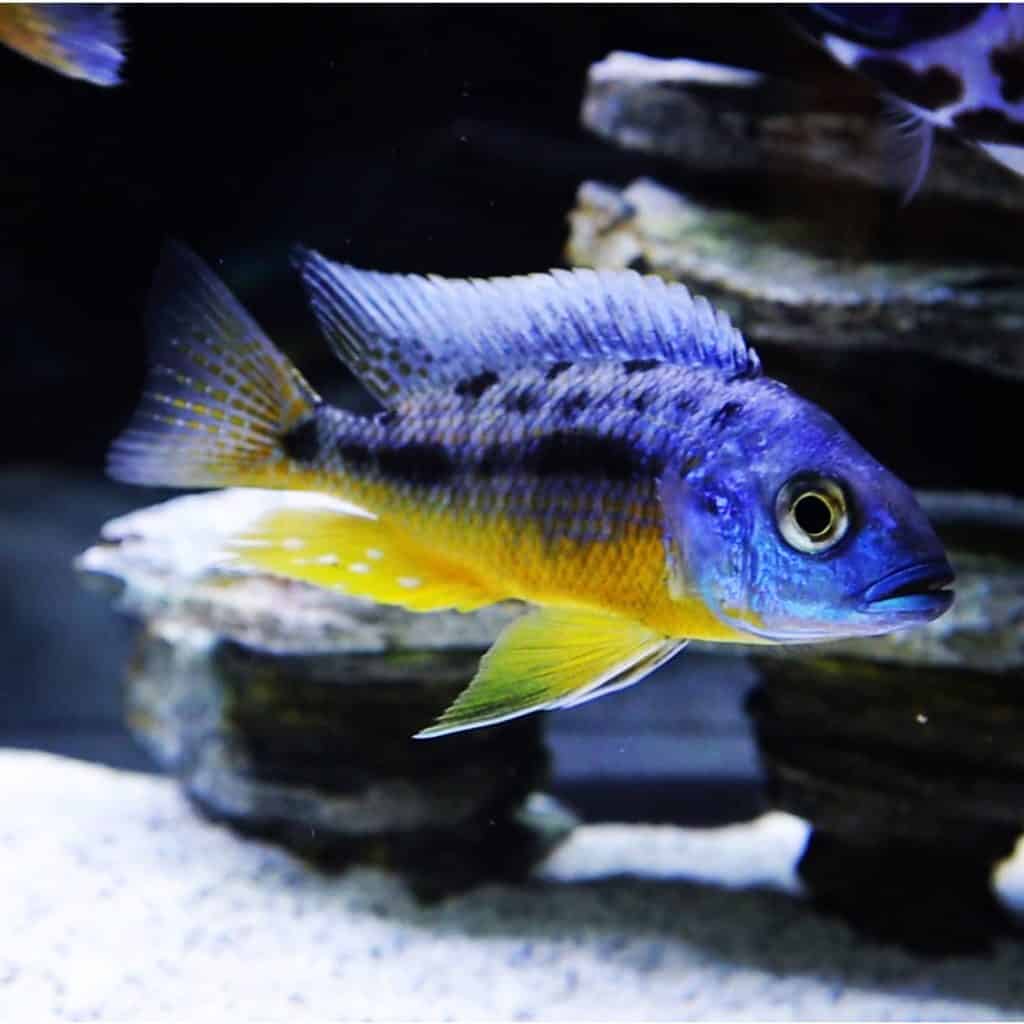 Why do african cichlids change colors