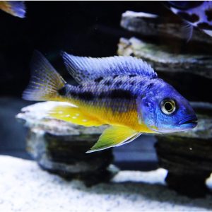 Why do African Cichlids change colors? [A Complete Guide]