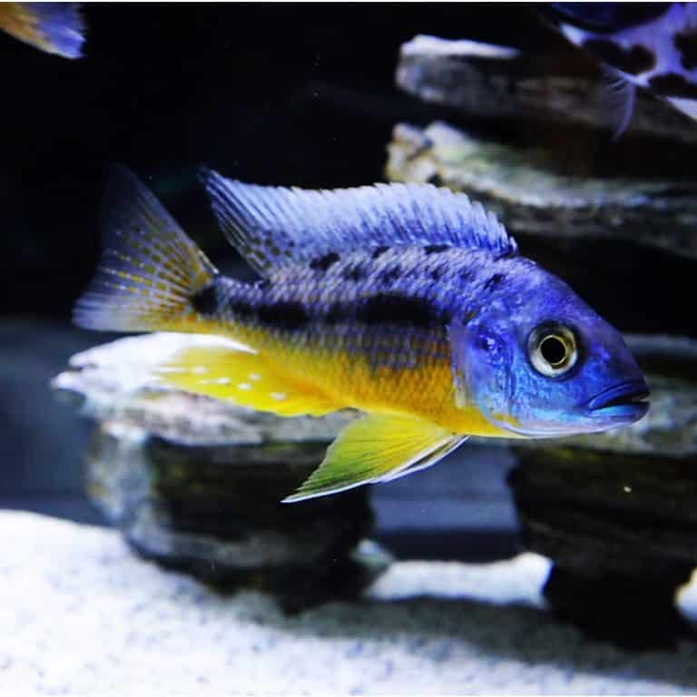 Why do African Cichlids change colors?