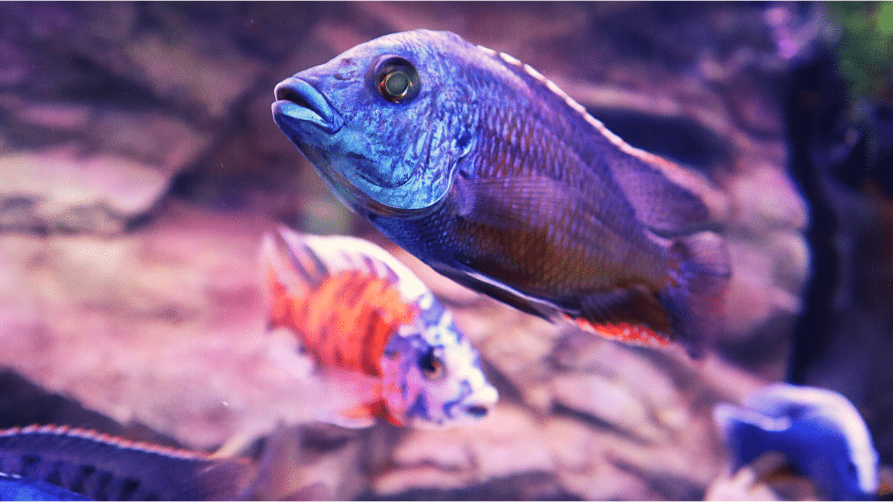 Red Empress African Cichlid