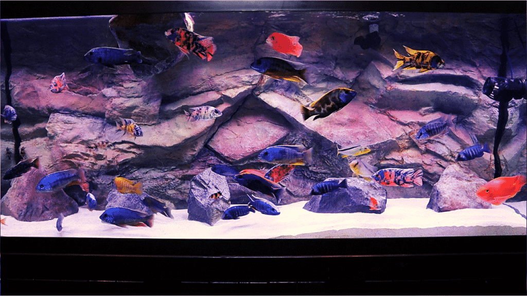 Getting Crystal Clear Aquarium Water (Top 3 Tips) KaveMan Aquatics