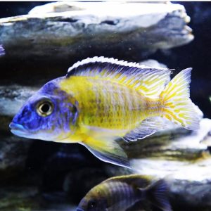 Flavescent African Cichlids