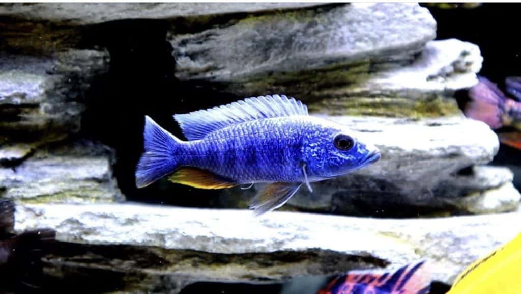 Iceberg African Cichlid