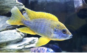 Can African Cichlids live with Oscars?