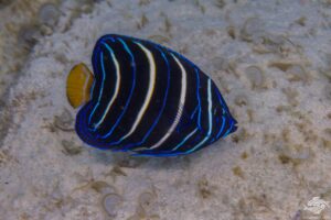 Can African Cichlids live with Angelfish