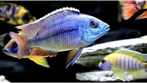 Red Empress African Cichlid