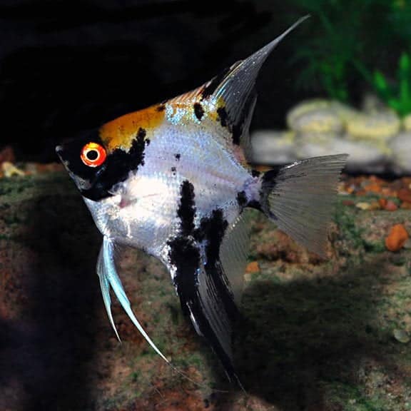 can african cichlids live with angel fish