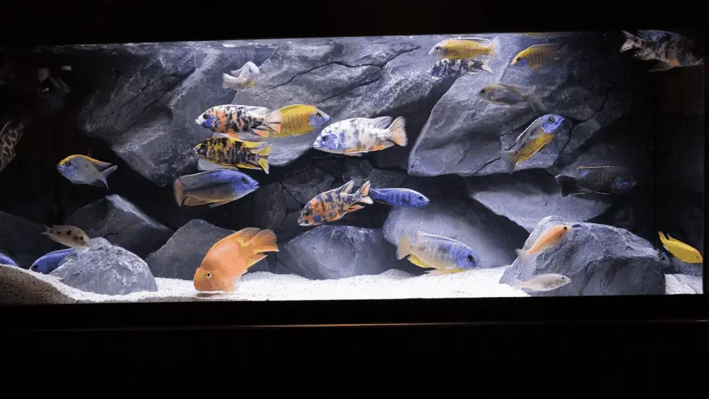 African Cichlids