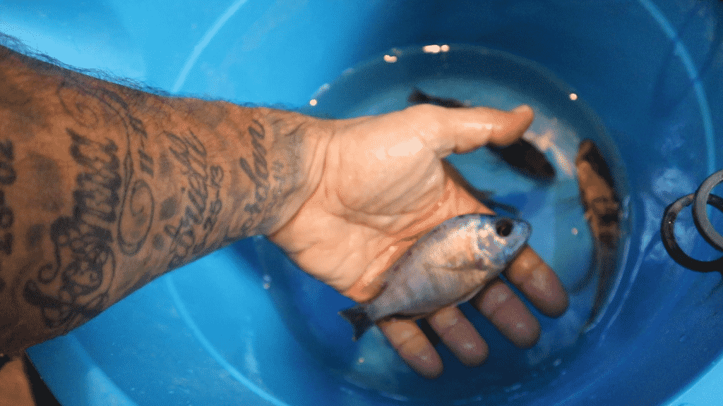 Venting African Cichlids