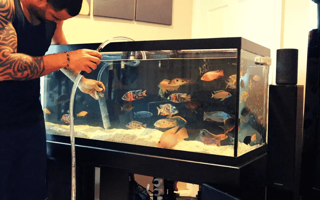 Water Changes Necessary
