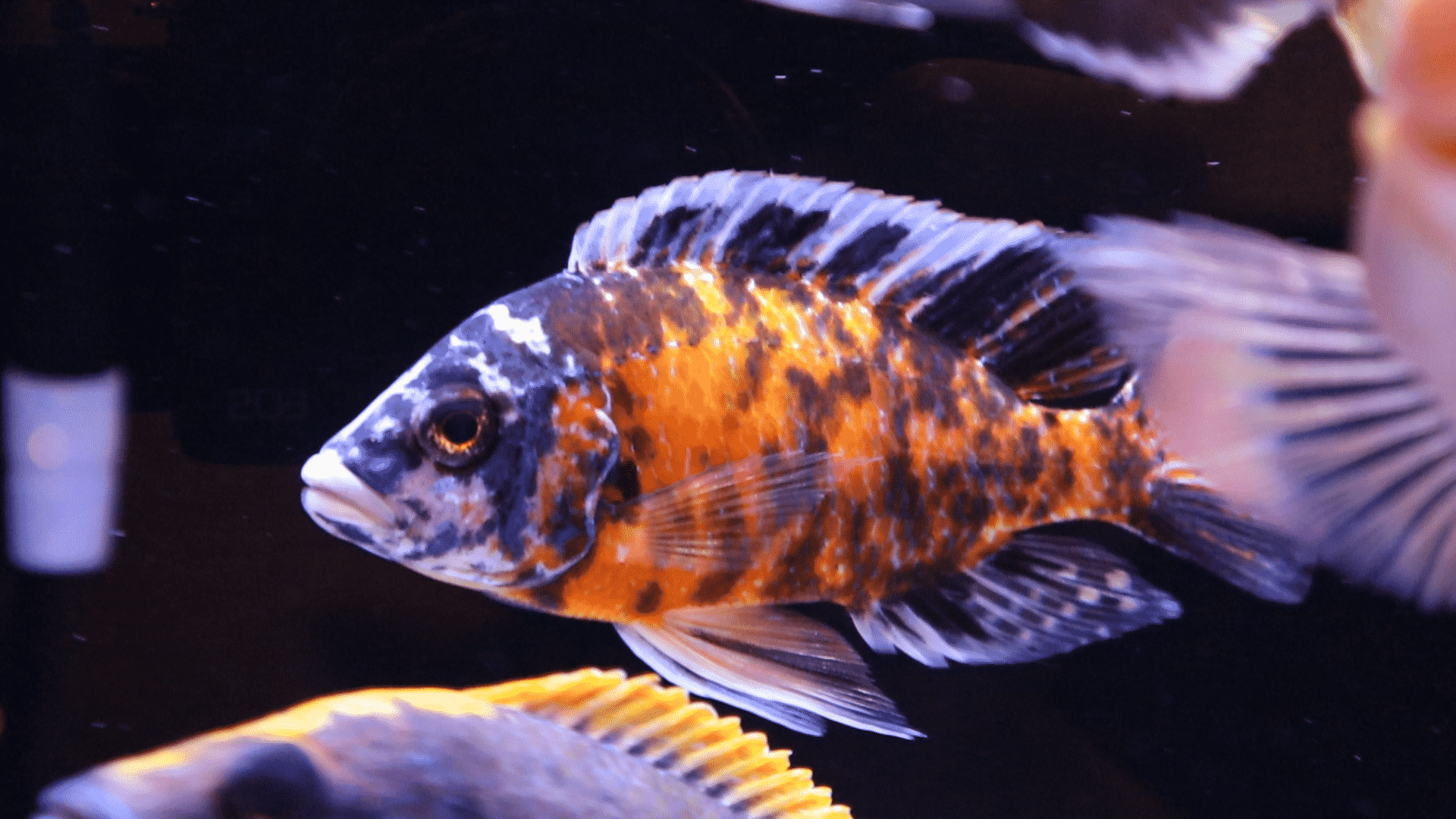 African Cichlid