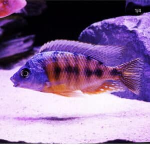 Taiwan Reef African Cichlid Hap