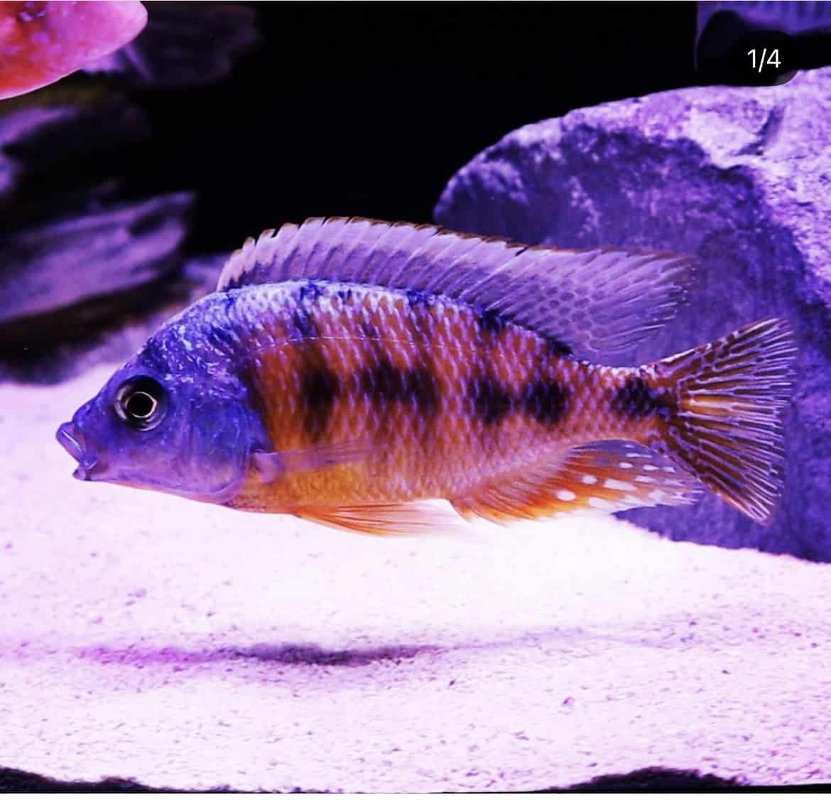 Photo inspiration: Choosing Fish For A Reef Tank Beginner Mistakes To Avoid Reference: Top 10 Beginner Aquarium Mistakes