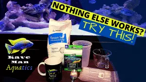 internal parasites in fish treatment