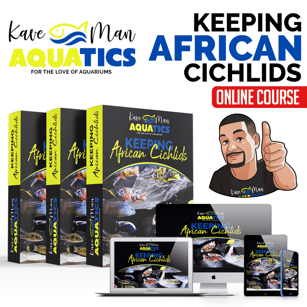 Keeping African Cichlids Online Course