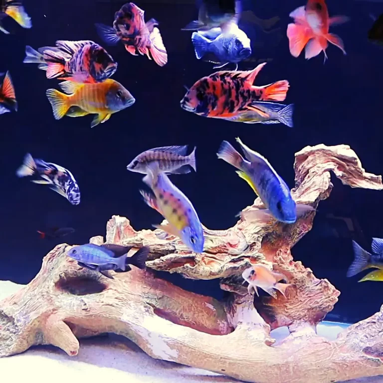 7 Tips on How to Keep Your African Cichlids from Killing Each Other