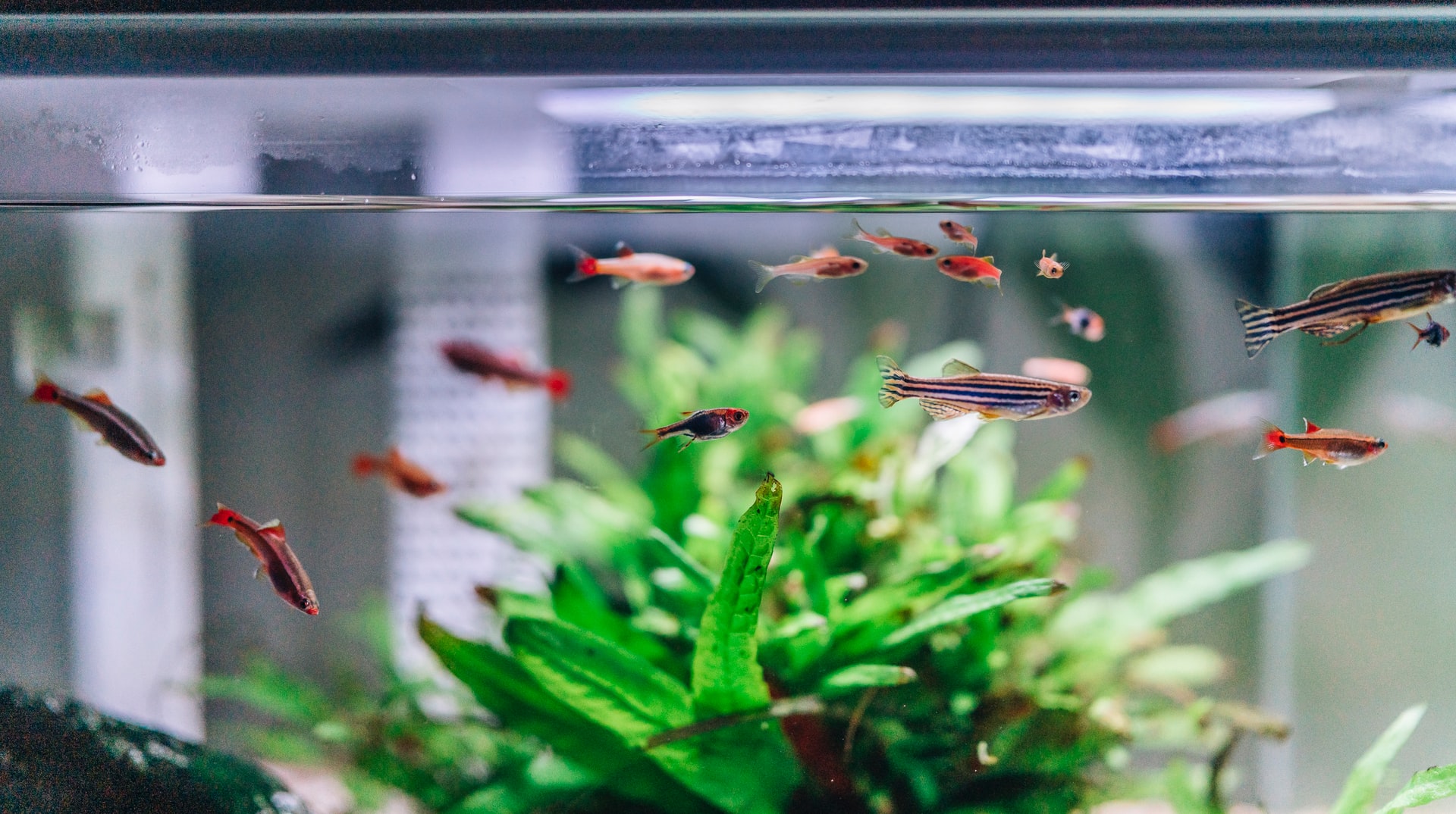 in-home aquarium ideas