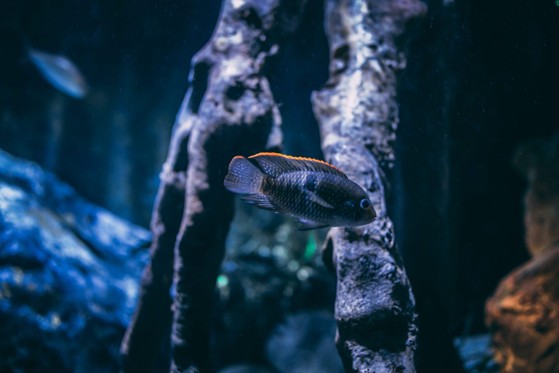 Close up of a quarantine fish
