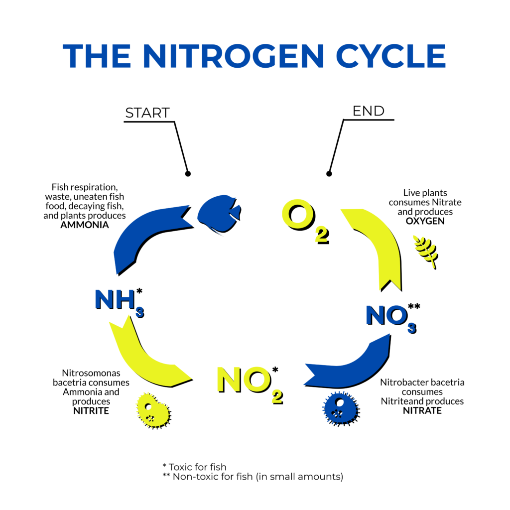 The aquarium nitrogen cycle