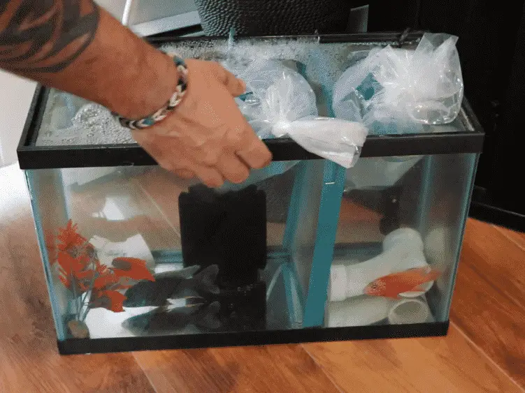 10 gallon Quarantine Fish Tank