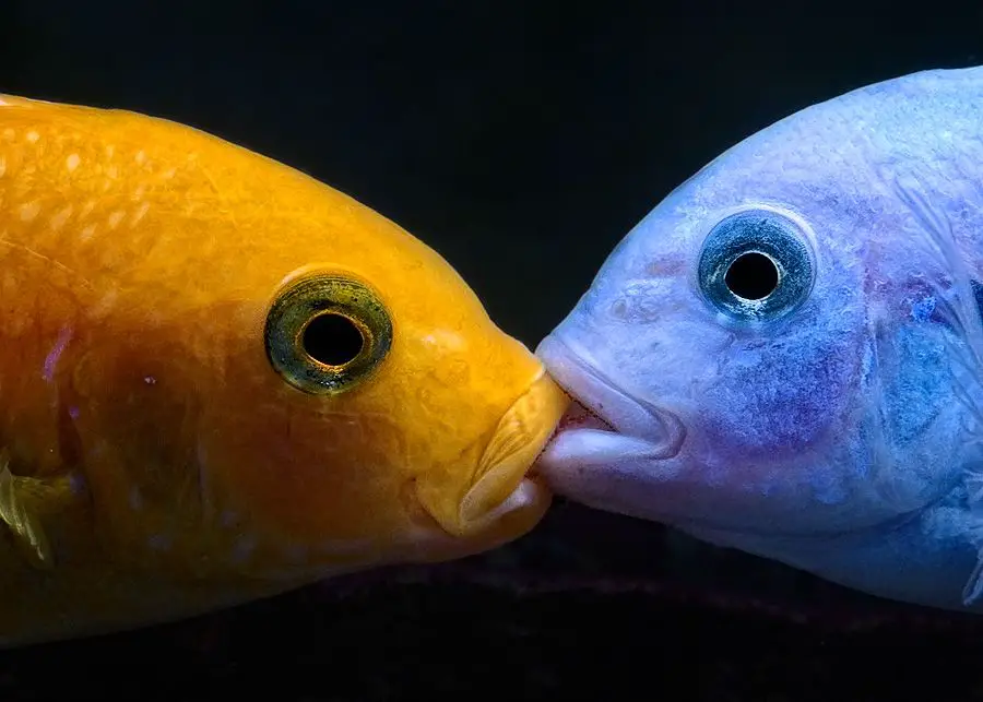 Yellow and Blue African Cichlids Kissing