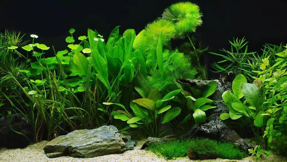 A fishless aquarium going through the aquarium nitrogen cycle