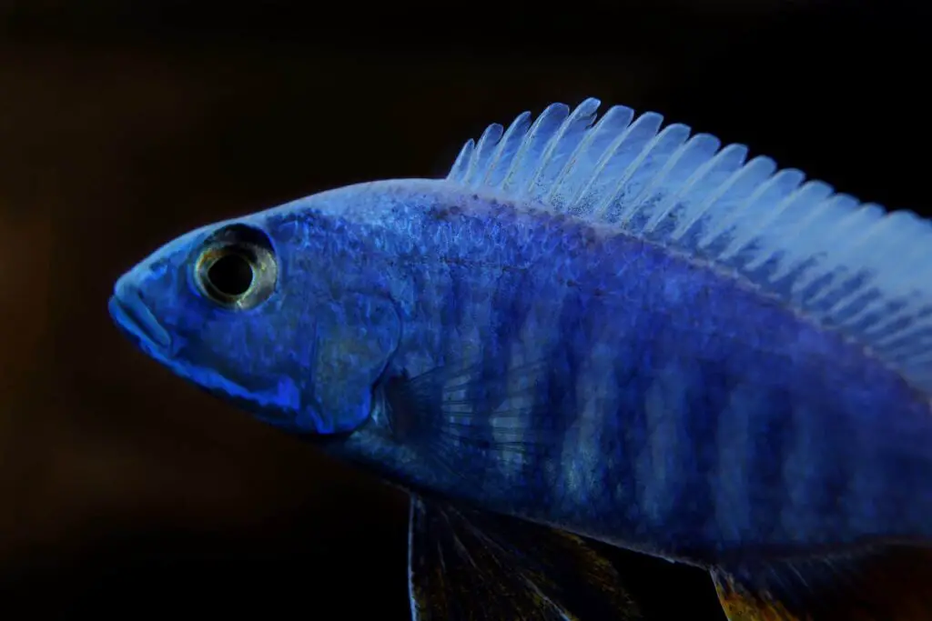 Blue African Cichlids