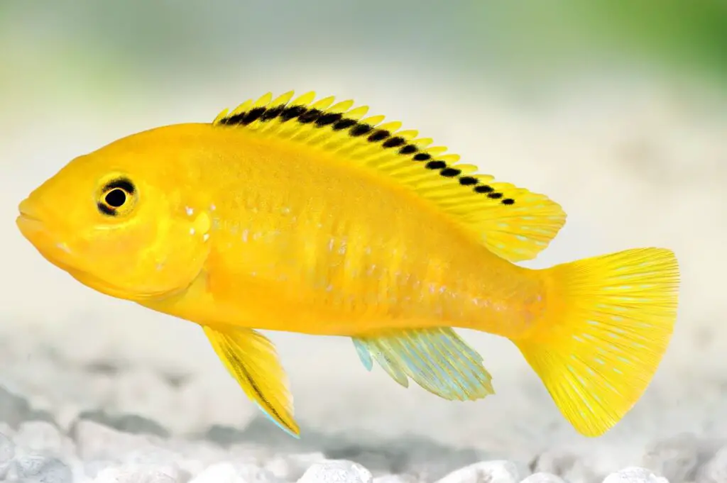 Yellow African Cichlids