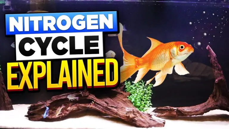 Aquarium Nitrogen Cycle: A Simple Explanation (3 Methods to Fishless Cycling)