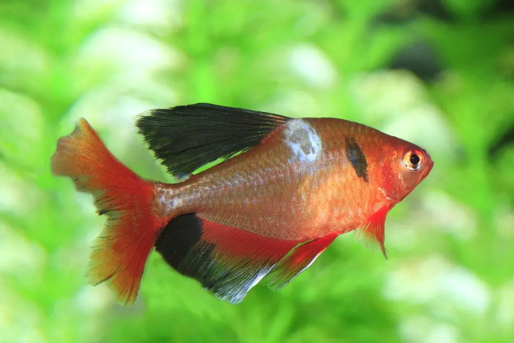 Aquarium Medications - A fish with Bacterial or Fungal disease