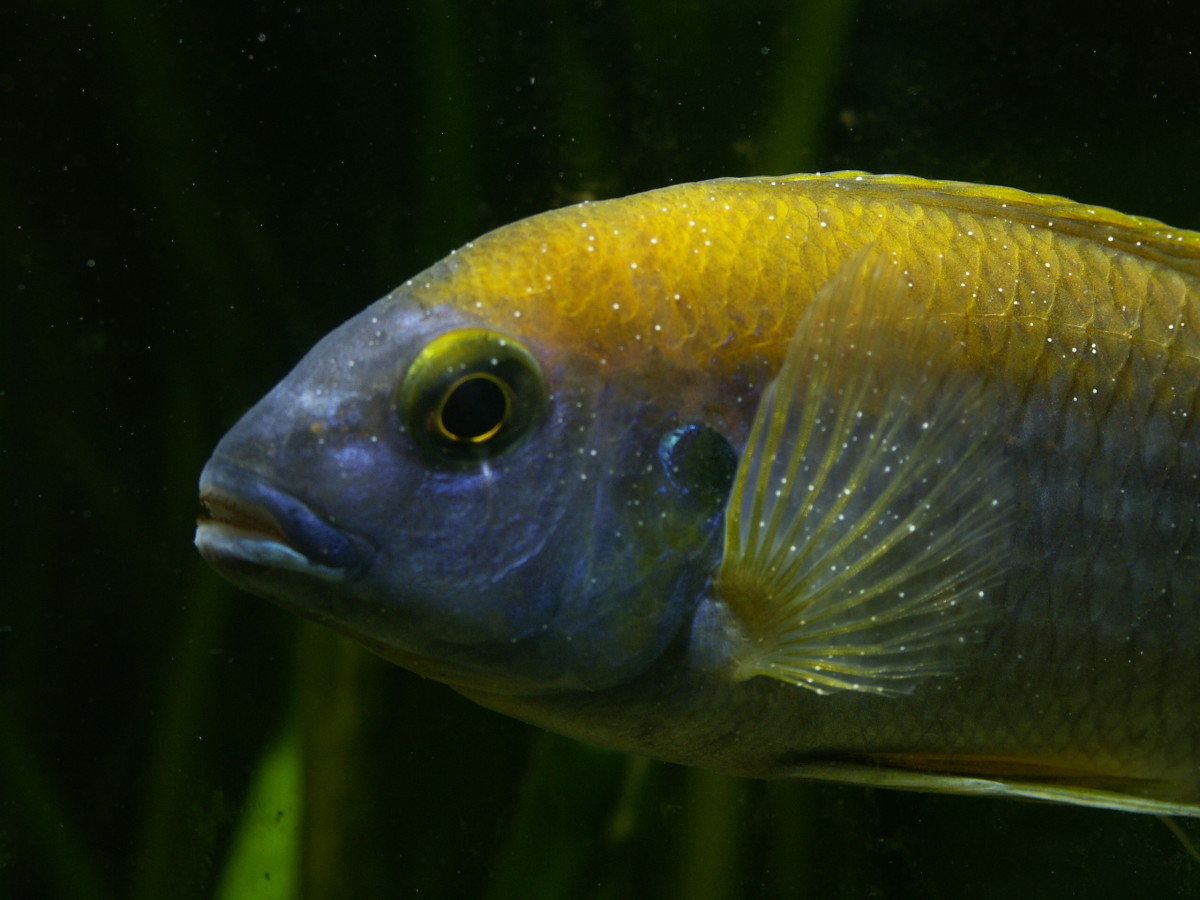 Aquarium Medications - A fish covered in Ich, a parasitic disease