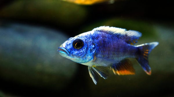Aquarium Medications - A stressed blue Cichlid