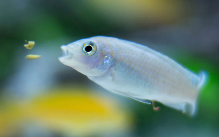 Cichlids Not Eating? 7 Reasons Why (+ Simple Solutions)