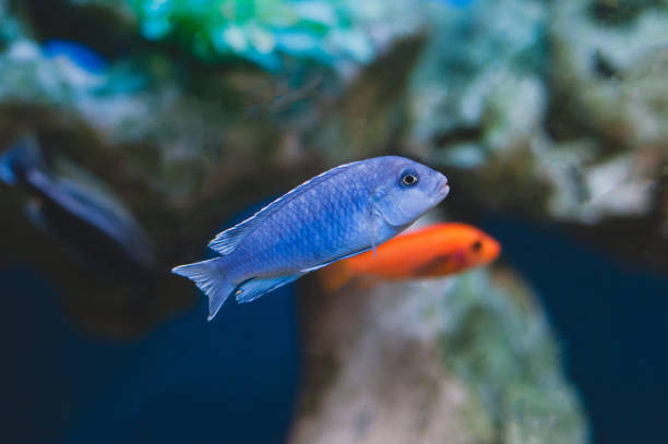 Cichlids Not Eating: Two Cichlids swimming in a tank