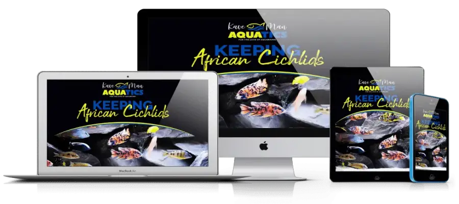 Keeping African Cichlids Course