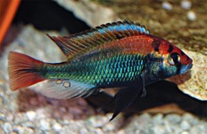 Haplochromis sp. “Ruby Green” 