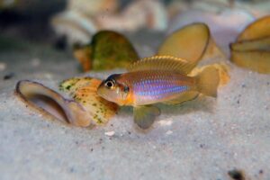 Lamprologus Ocellatus