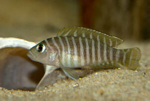 Neolamprologus Similis 