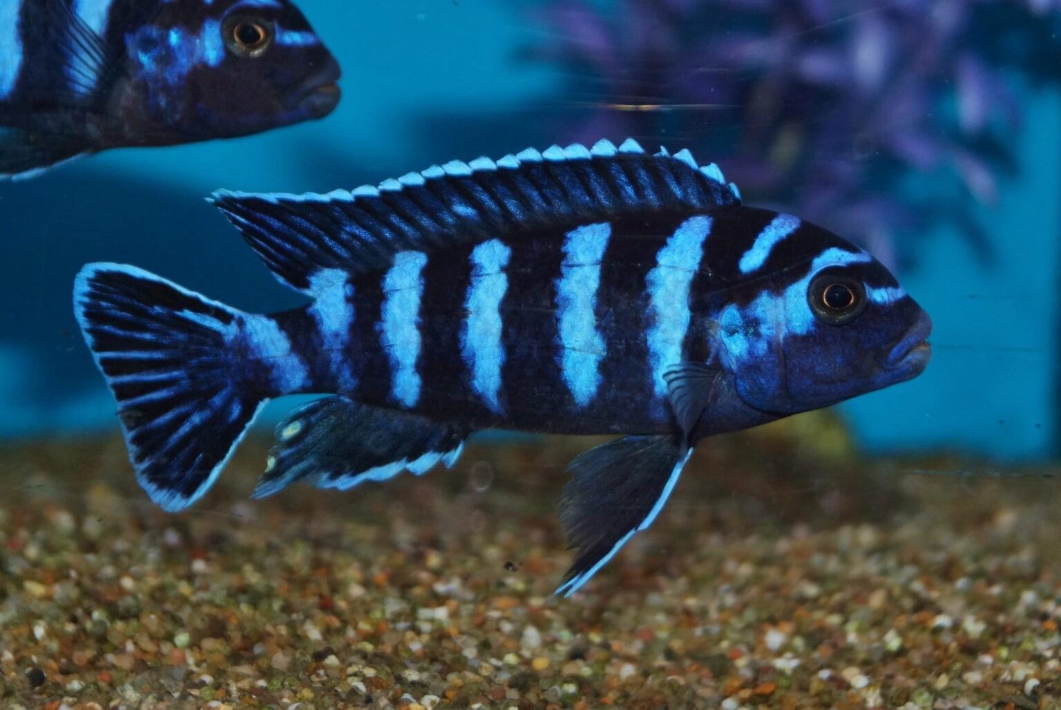 7 Small African Cichlids We Recommend - KaveMan Aquatics