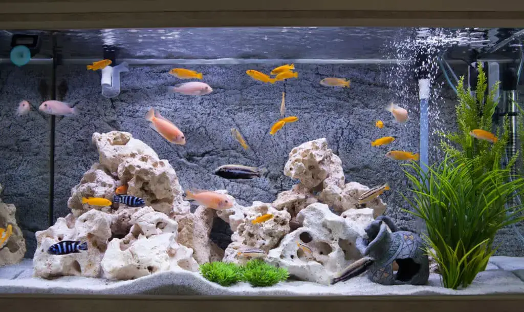 A tank of Small African Cichlids