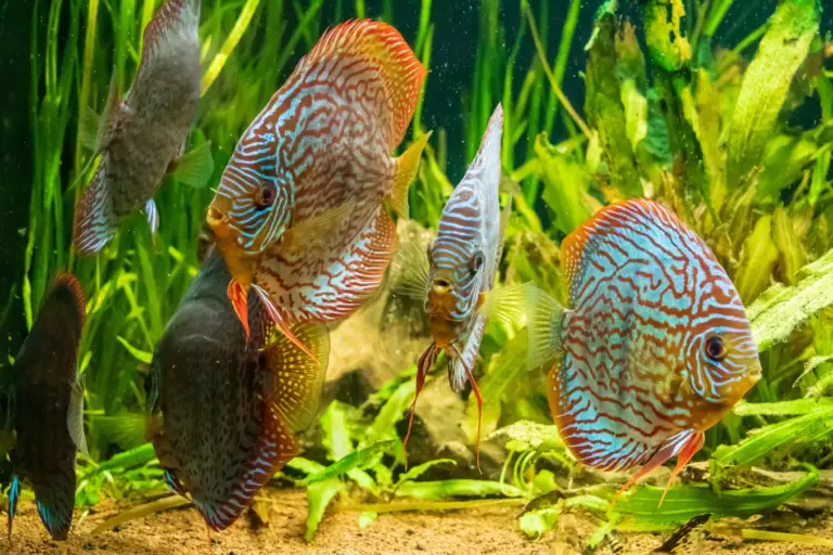 Discus Fish Care Guide (5 Things You Must Know)