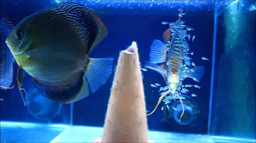 Discus Fish Care Guide: A pair of Discus fish with their babies 