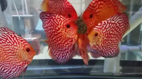 Discus Fish Care Guide: A group of Discus fish feeding together on a cube of frozen worms 
