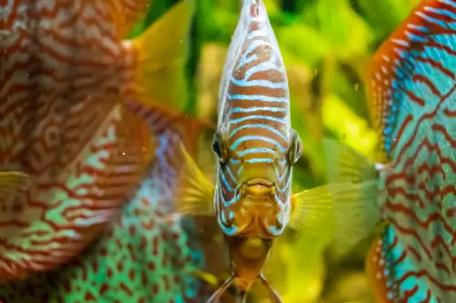 Discus Fish Care Guide: Closeup underwater shot of beautiful brown discus fish facing towards the screen 