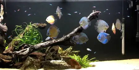 Discus Fish Care Guide: Discus fish and Neon Tetras in a tank swimming 