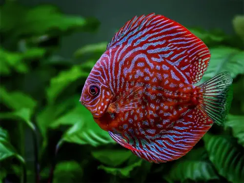 Discus Fish Care Guide: Closeup underwater shot of beautiful red discus fish