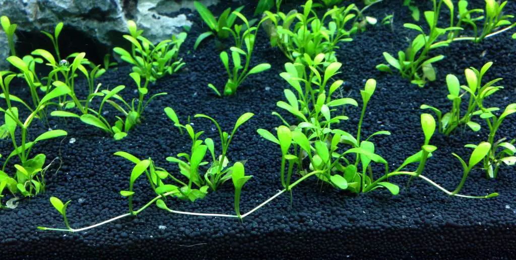 Replace Aquarium Substrate - Black gravel surrounding plants in an aquarium 