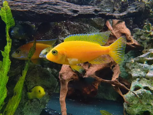 pH, GH, KH, Water Chemistry - Closeup shot of yellow cichlidae cichlid at home in the aquarium 