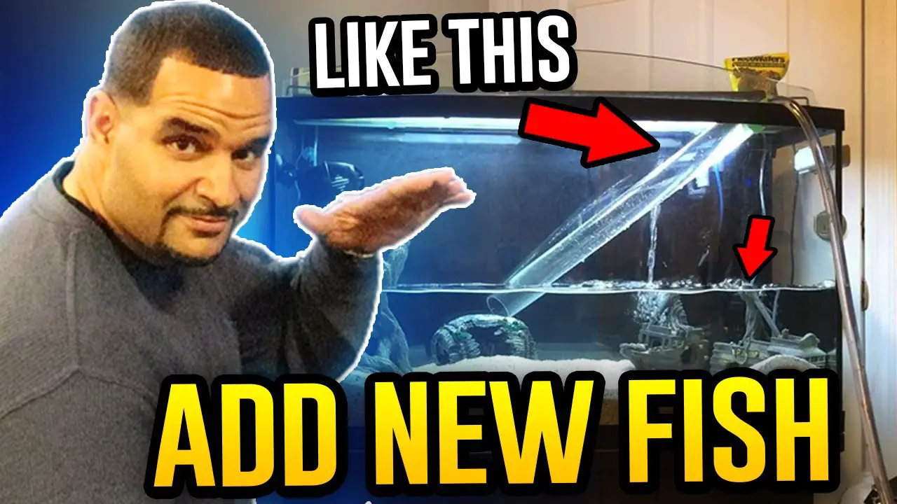 Adding New Cichlids to an Established Tank (7 Easy Steps) YouTube thumbnail