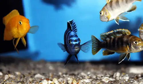 Adding New Cichlids to an Established Tank - Close up photo of African cichlids in an established tank with blue background 
